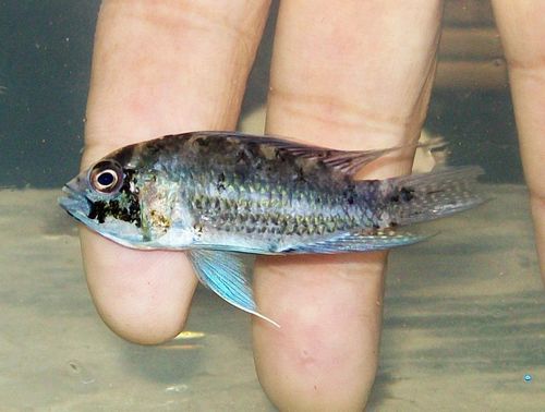 カカトゥオイデス ペバス 熱帯魚専門店ぺスカドール アピスト入荷情報 カカトゥオイデス ペバス 熱帯魚専門店ぺスカドール アピスト入荷情報