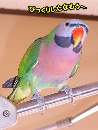 c0133013_9362759.jpg