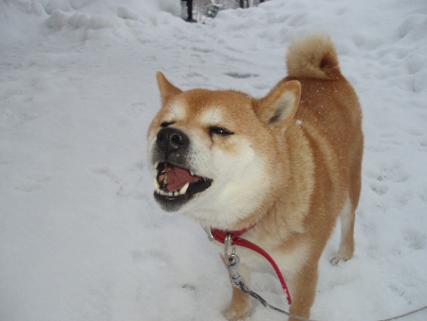 今年の神岡城の雪_d0004813_15535780.jpg