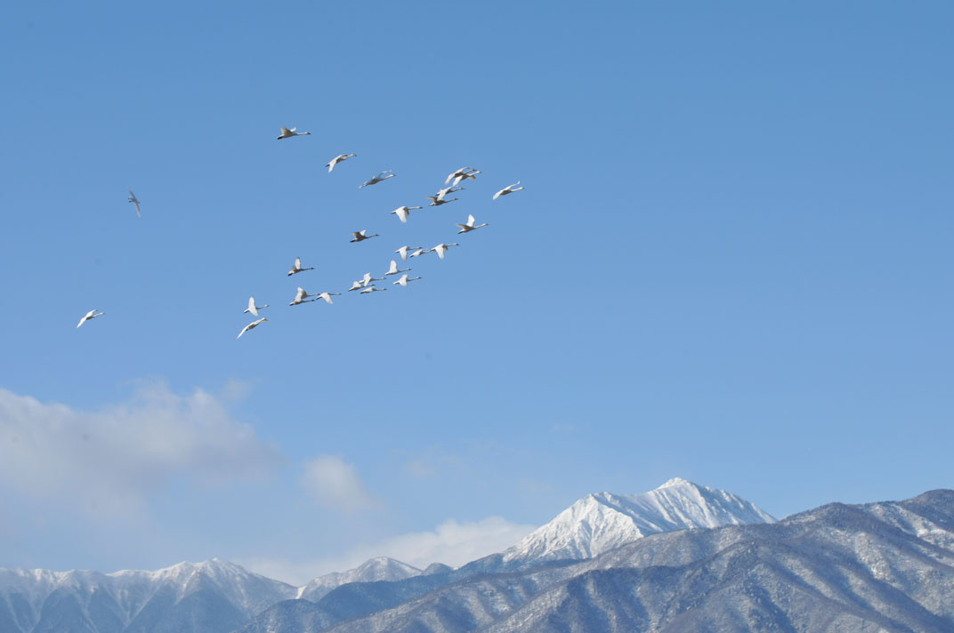 白鳥さん　興味津々_e0114815_140098.jpg