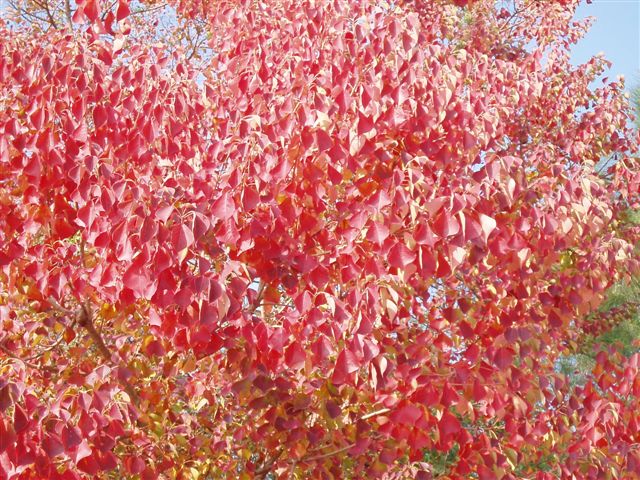 金門的「紅葉」_d0077719_18132122.jpg