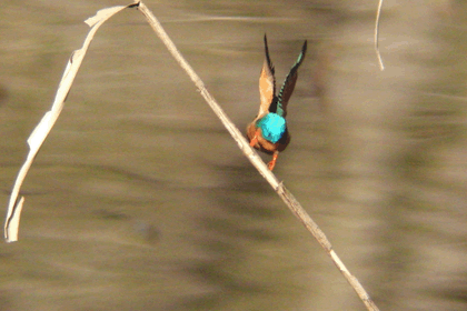 c0002621_21321640.gif