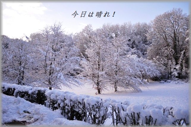 グツグツ美味しい☆カリフラワーとねぎのチーズグラタン　＆　プリンスと雪遊び♪_d0104926_13399.jpg