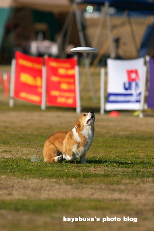 JFA全日本フリスビードッグ公式選手権 in　淡路島 ②_a0095531_21224365.jpg