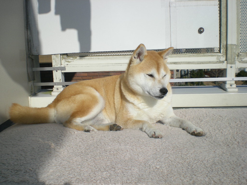 2010年1月10日(日)今日は朝から快晴です!_f0060461_10321728.jpg