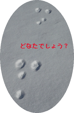 雪あれこれ_f0203369_21111537.jpg