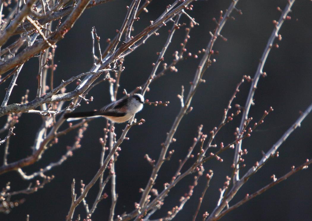 これはシジュウカラ？　　鳥ミングです！_e0143883_19392420.jpg