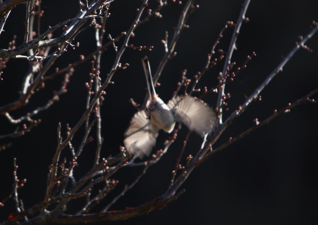 これはシジュウカラ？　　鳥ミングです！_e0143883_19403694.jpg