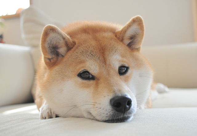 初めてのデジイチ写真_a0126590_21504742.jpg