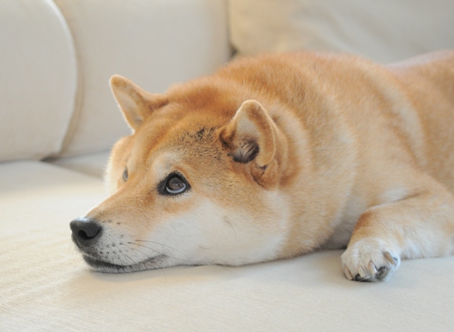 初めてのデジイチ写真_a0126590_21511288.jpg