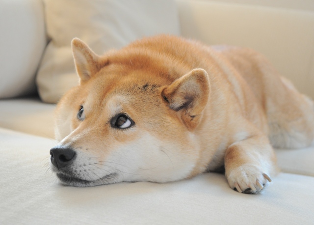 初めてのデジイチ写真_a0126590_21513391.jpg