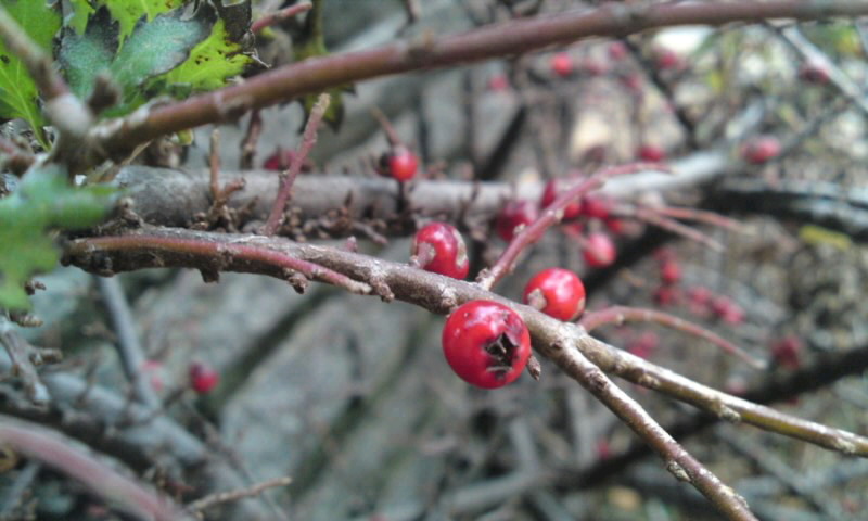 c0095492_557446.jpg
