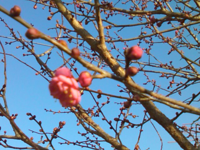 消防出初め式、成人式、紅梅の一輪_e0068696_17305724.jpg