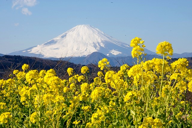 二宮・吾妻山公園の菜の花畑と富士山_b0145398_2039333.jpg