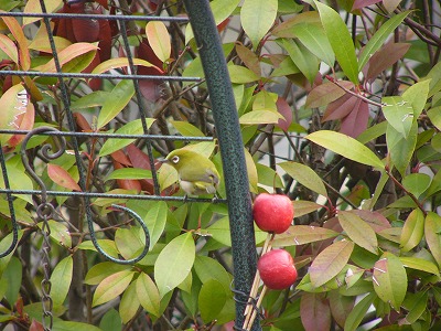 可愛い野鳥♪　と　今日の庭仕事　_a0123003_18211170.jpg