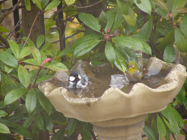 可愛い野鳥♪　と　今日の庭仕事　_a0123003_185159.jpg