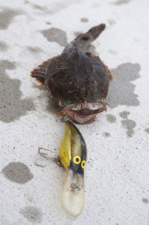 クランクベイトでカジカ 函館 釣り 写真の気ままな日記