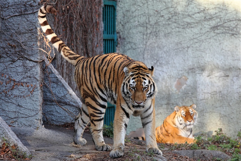 天王寺動物園 Part2_a0127512_17513942.jpg