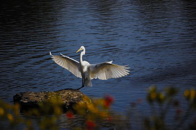 水辺の鳥と柳川_f0157215_90199.jpg