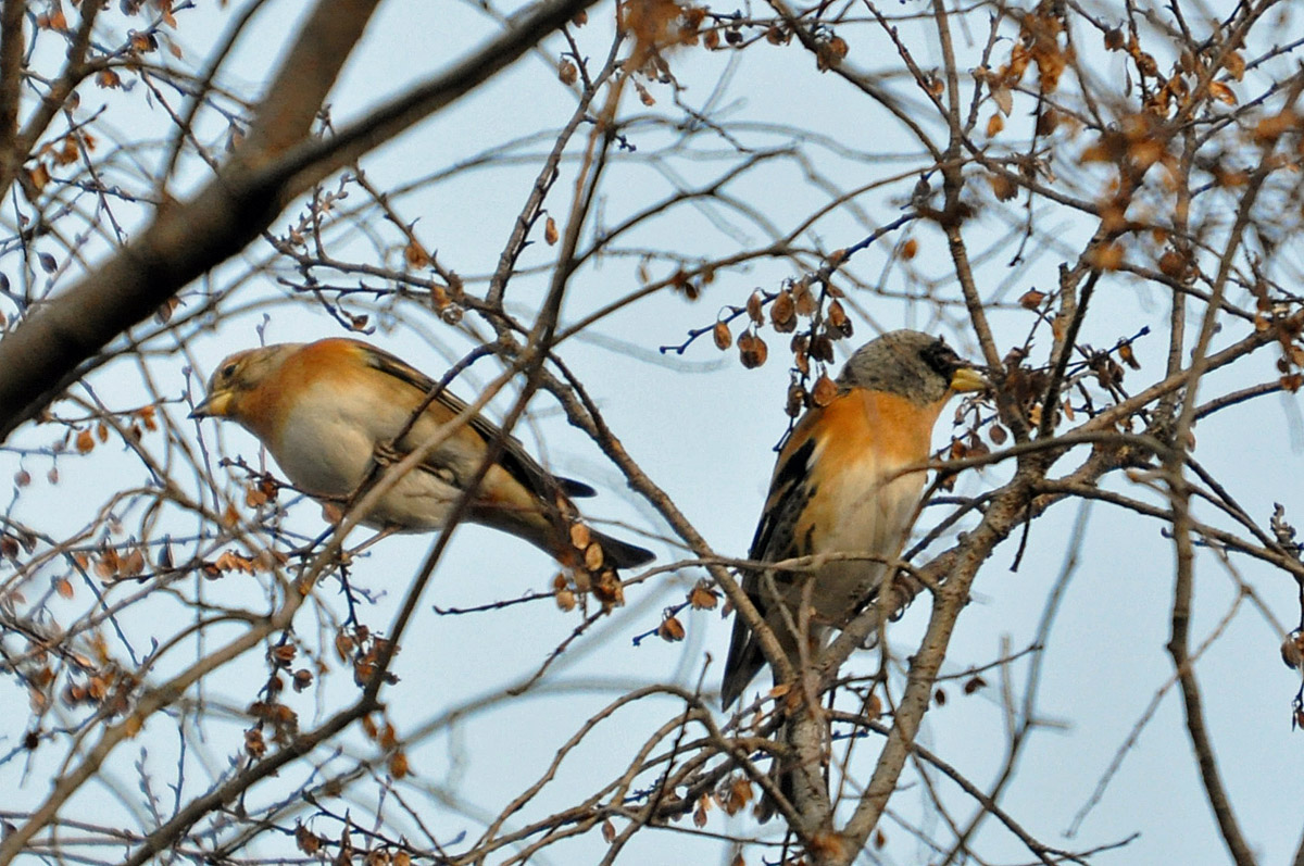 「あっ鳥！」_c0167821_8195180.jpg