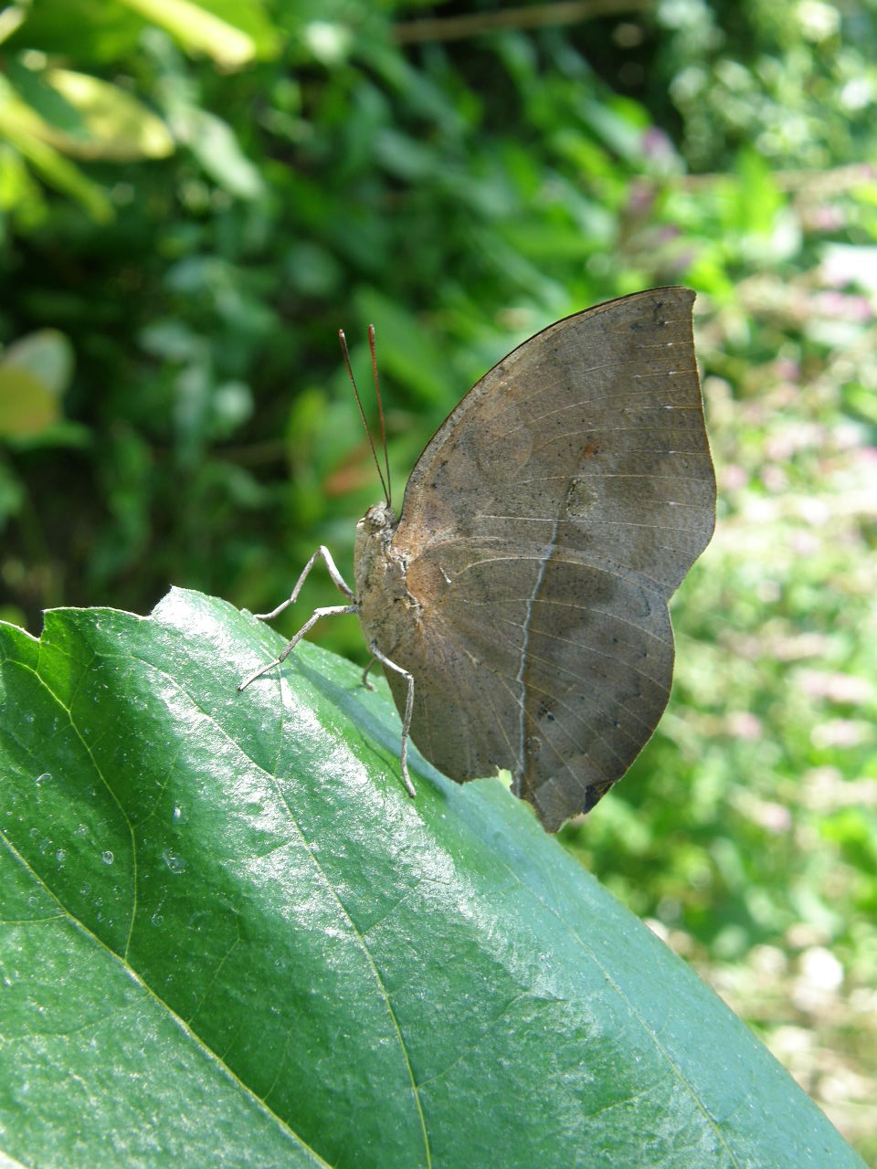 コノハチョウ In ぐんま昆虫の森 ヒメオオの寄り道