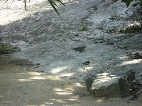 a0133338_41972.jpg