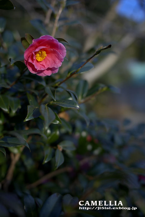 a0078341_22275560.jpg