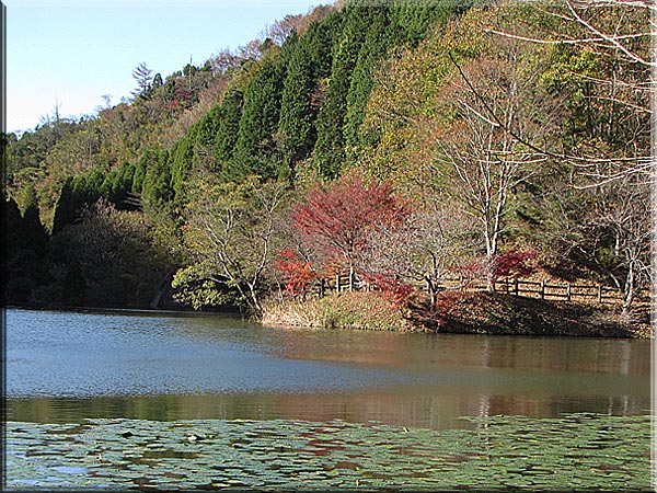 2009年11月　県民の森に初めて行きました。_e0129453_2210158.jpg