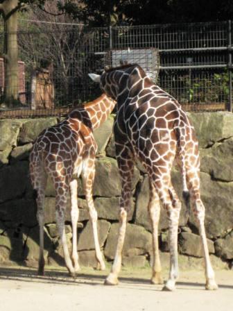 金沢動物園_c0191755_10423636.jpg