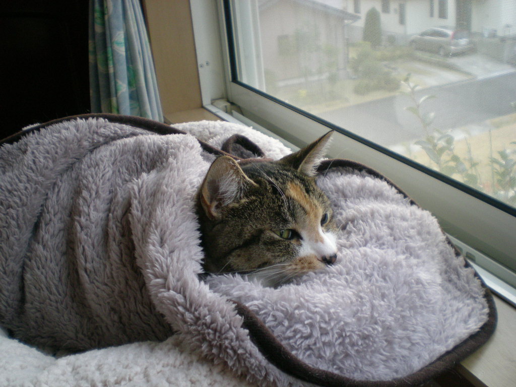 2010年1月11日(月)雨で寒い勝浦です!_f0060461_13134867.jpg