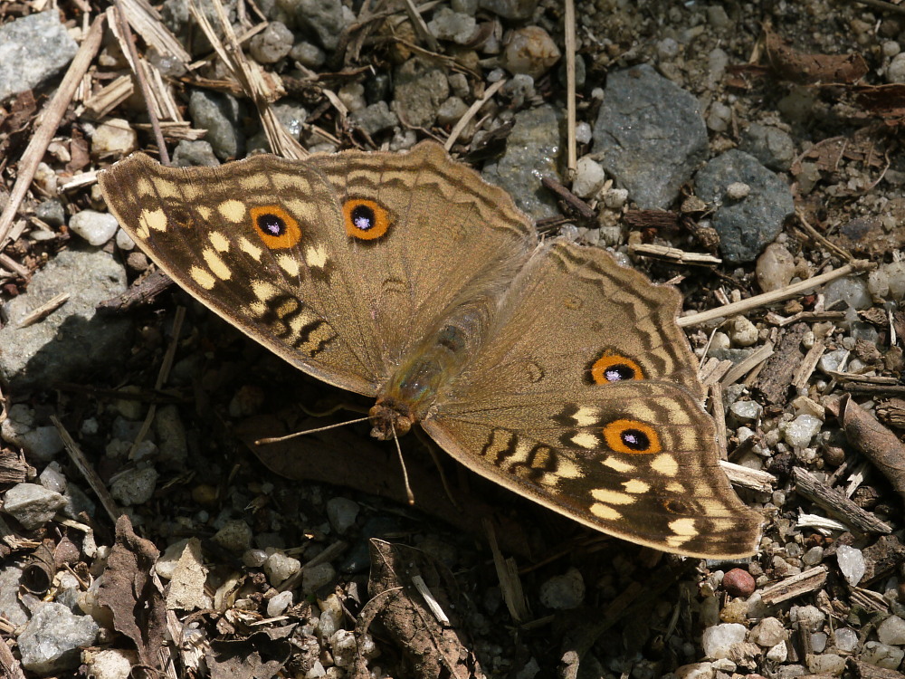a0146869_12423.jpg