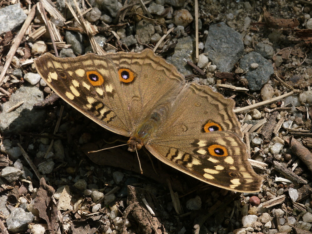 香港の蝶　その１０☆タテハチョウ科・タテハモドキ属の仲間_a0146869_12423.jpg