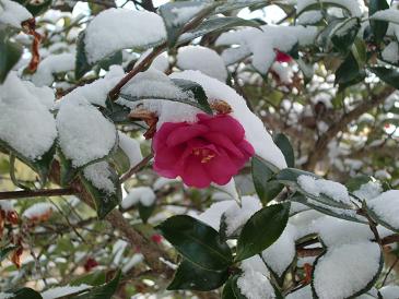 雪うさぎ_a0122205_22493025.jpg