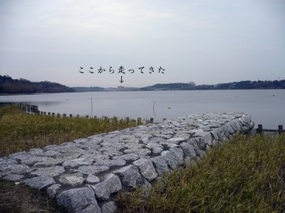 佐鳴湖散歩_b0155609_21412422.jpg