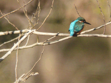 c0002621_1114487.gif