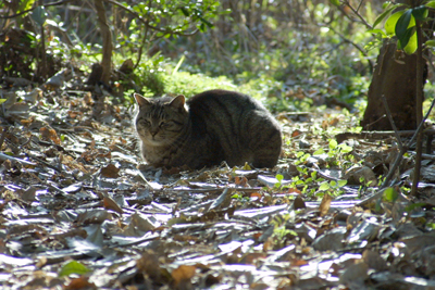 野良猫捜索 PART-58　〜優しい陽射しに誘われて〜_d0150434_13502448.jpg