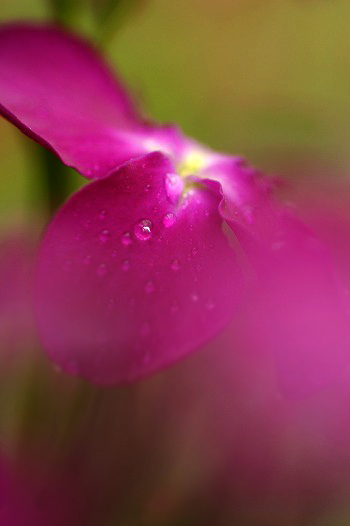 花しずく その2 花詩集