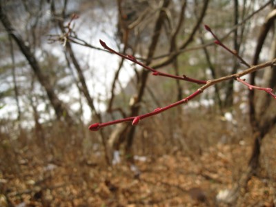 c0090236_2139433.jpg