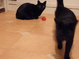 りんご1個猫 のぇるろった猫。_a0143140_1643194.jpg