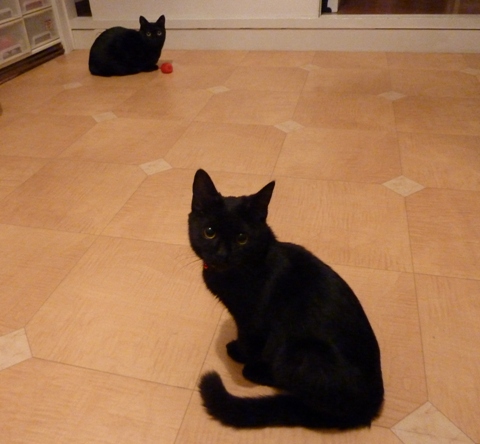 りんご1個猫 のぇるろった猫。_a0143140_1646308.jpg