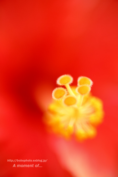 熱帯の花たち_d0143741_114577.jpg