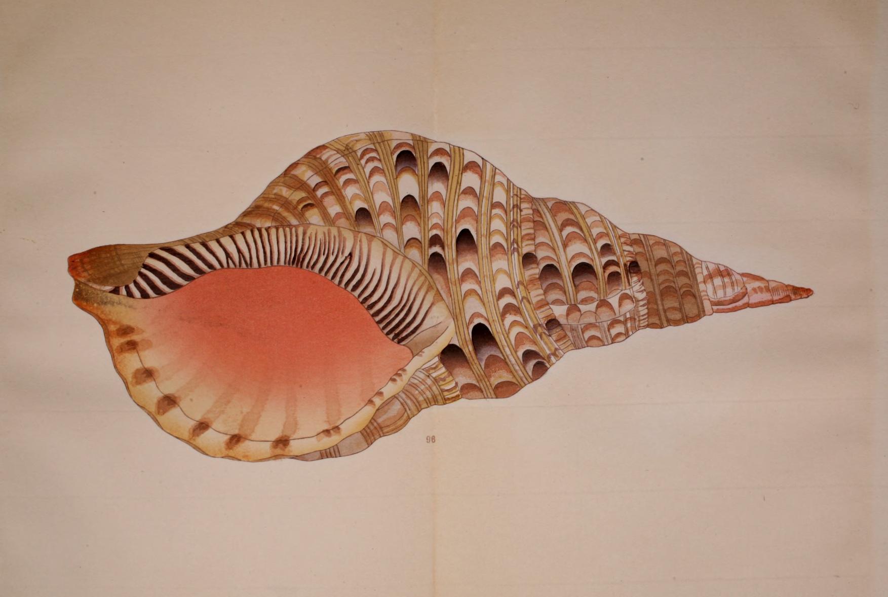 日本産ハマグリ類の学名の変遷 : beachmollusc ひむかのハマグリ 日本産ハマグリ類の学名の変遷 : beachmollusc ひむかのハマグリ