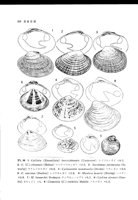 日本産ハマグリ類の学名の変遷 : beachmollusc ひむかのハマグリ 日本産ハマグリ類の学名の変遷 : beachmollusc ひむかのハマグリ