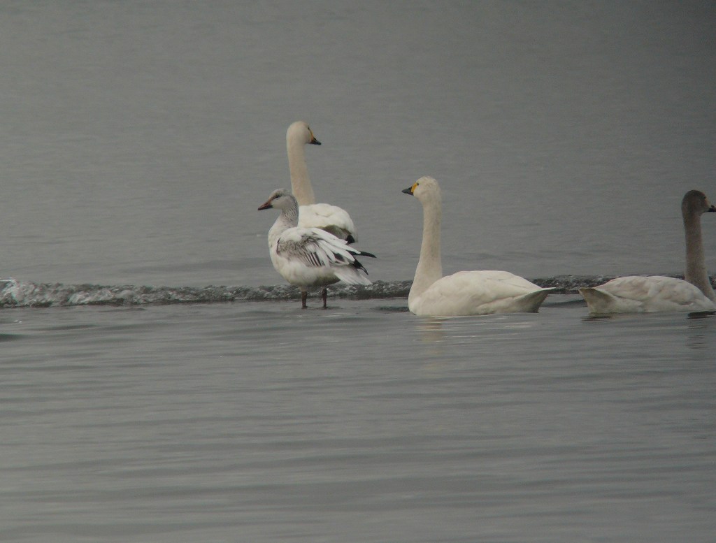 e0128650_0303351.jpg