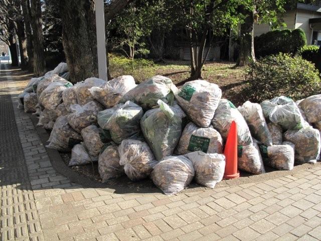 Bagged leaves_c0157558_22522610.jpg