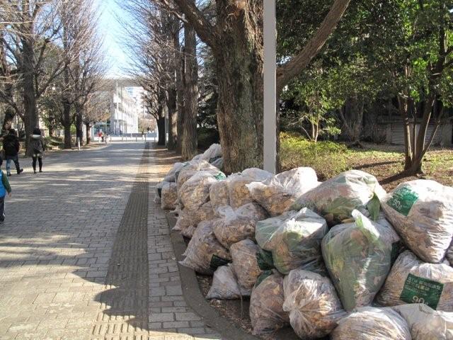 Bagged leaves_c0157558_22551124.jpg