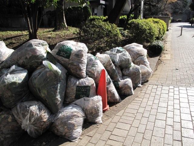 Bagged leaves_c0157558_22565688.jpg