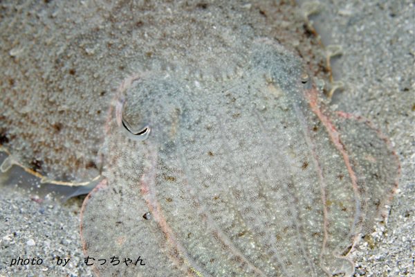 2010.01.09 Sat. 須江_e0158261_619155.jpg