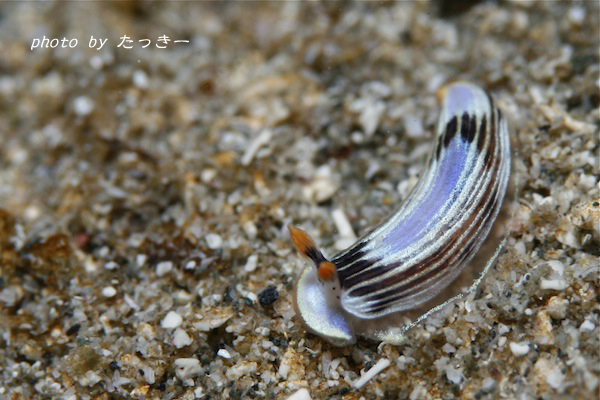 2010.01.09 Sat. 須江_e0158261_621595.jpg