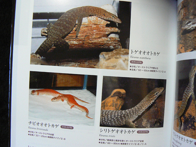 【送料無料・入手困難】動物 爬虫類 両生類 トカゲ オオトカゲ 図鑑 洋書 Amazon.co.jp: 爬虫類・両生類 (学研の図鑑 新・ポケット版 17